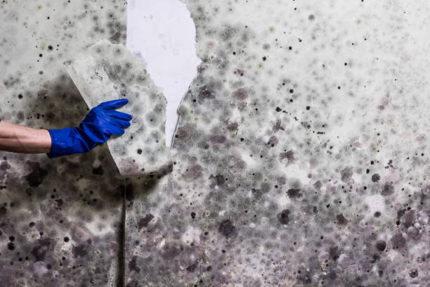 Best Best Mold Removal Companies  in Richmond, KY